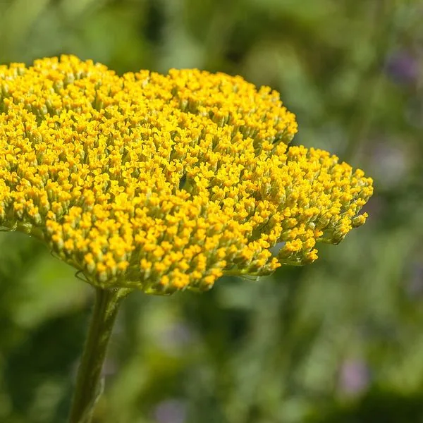 Ombelle jaune d'achillée