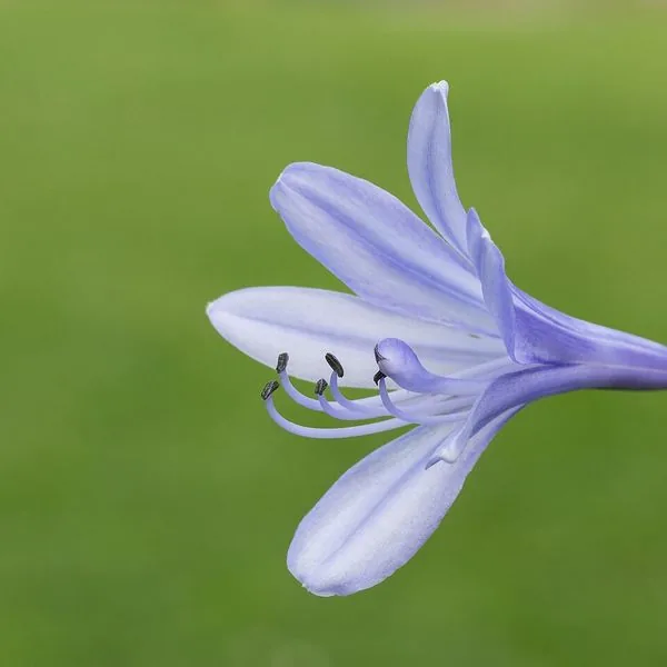 Fleurs d'agapanthe bleu pâle sur fond vert
