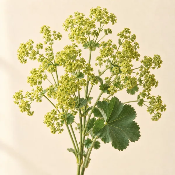 Fleurs vert acidulé d'alchémille (illustration)