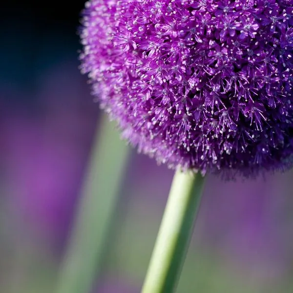 Boule violette d'allium sur fond sombre