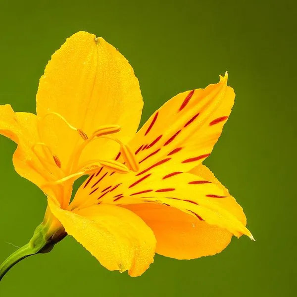 Alstroemère jaune striée de rouge sur fond vert