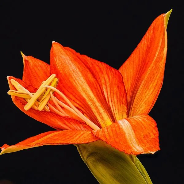 Amaryllis orange sur fond noir