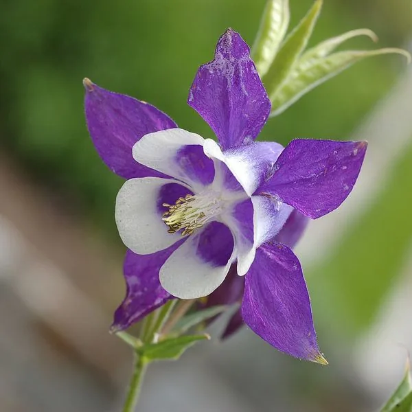 Ancolie violette et blanche