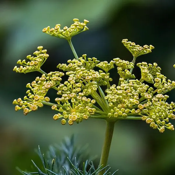 Ombelle jaune vert d'aneth