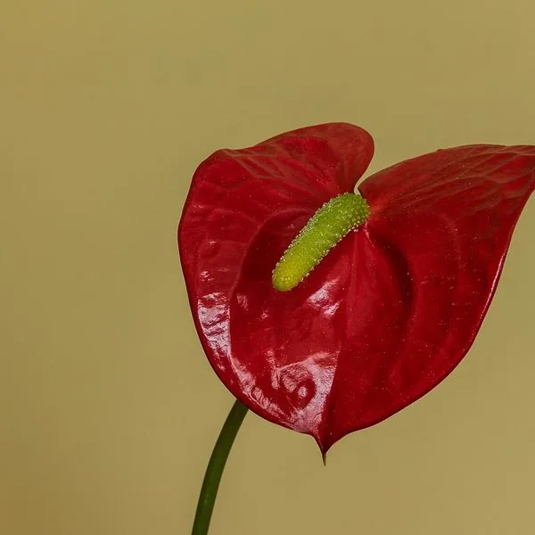 Anthurium rouge sur fond beige