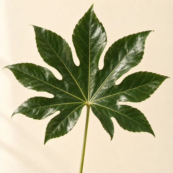 Feuille d'aralia en éventail (illustration)