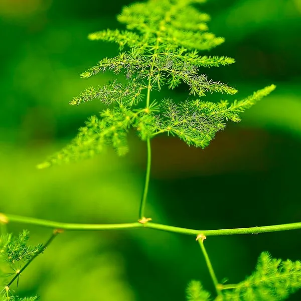 Fronde légère d'asparagus vert vif