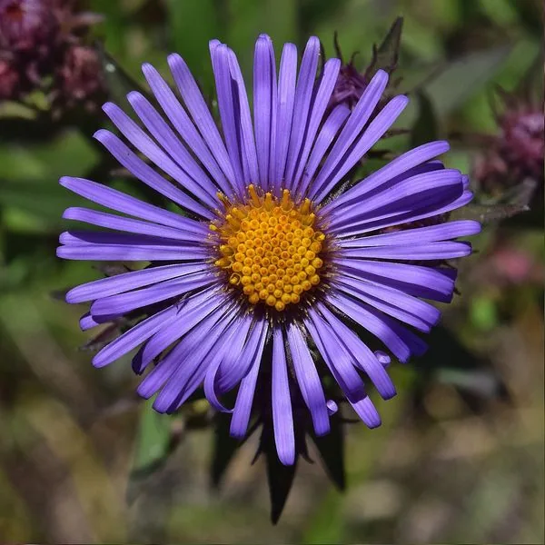 Aster violet au cœur jaune