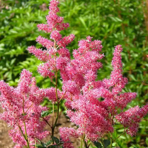 Plumets roses d'astilbe