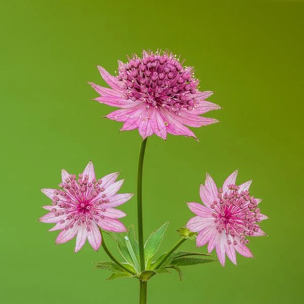 Astrances roses sur fond vert
