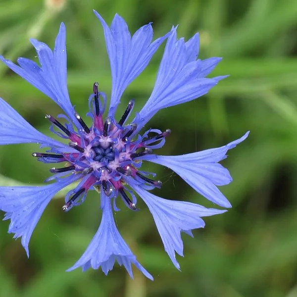 Bleuet bleu en gros plan