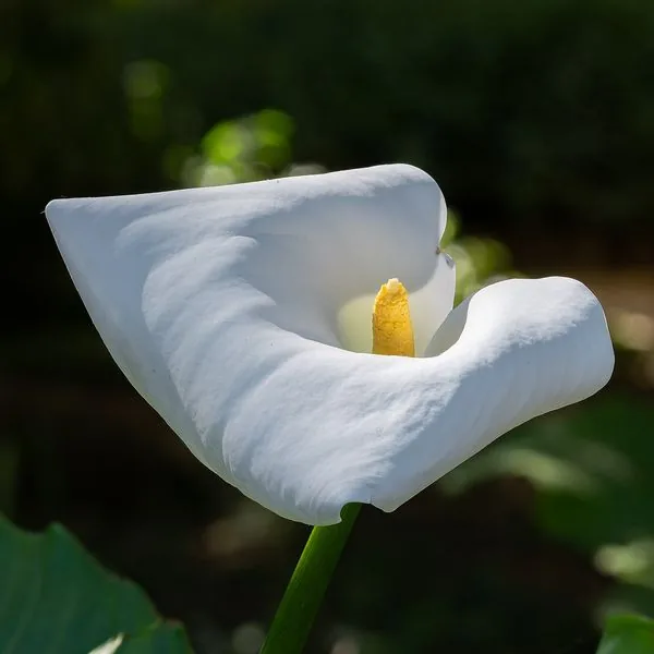 Calla blanc sur fond sombre