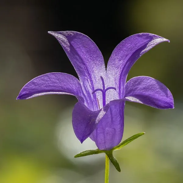 Campanule violette en clochette