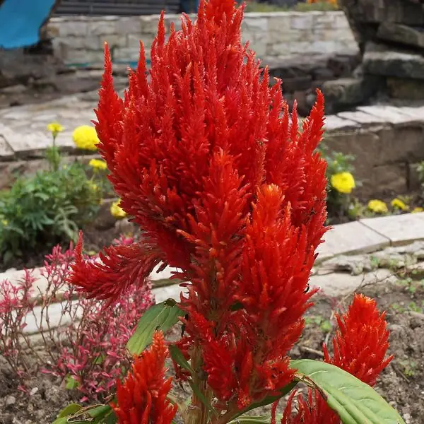 Plumet rouge de célosie