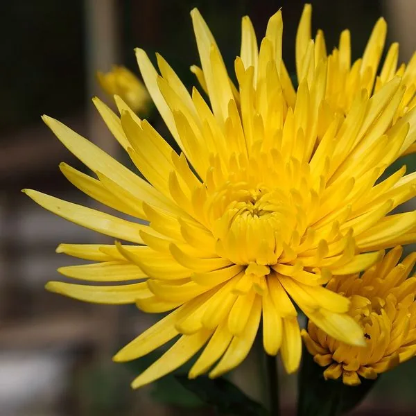 Chrysanthème jaune aux pétales fins, en gros plan