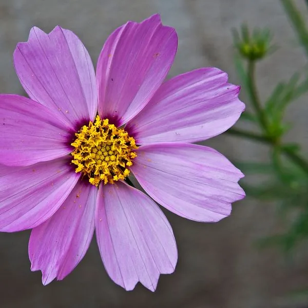 Cosmos rose au cœur jaune
