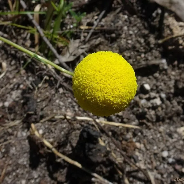 Boule jaune de craspedia