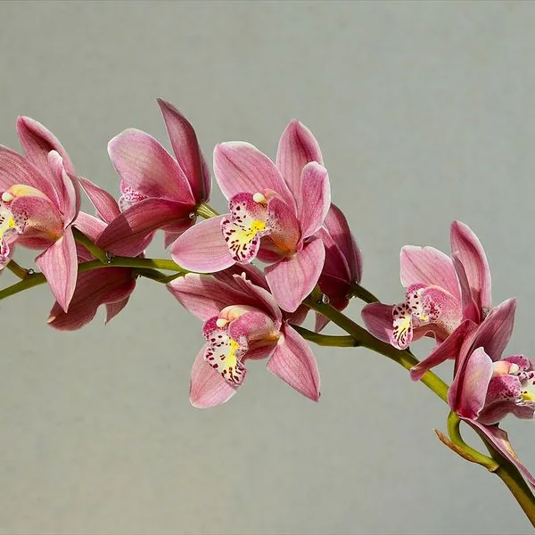 Tige de cymbidium aux fleurs roses sur fond gris