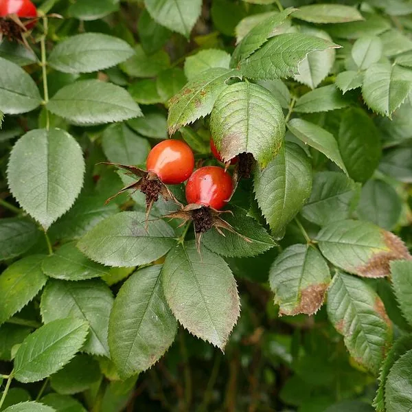 Cynorhodons rouges entre les feuilles