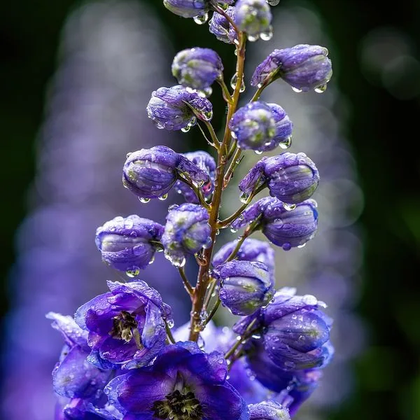 Épi de delphinium bleu violet