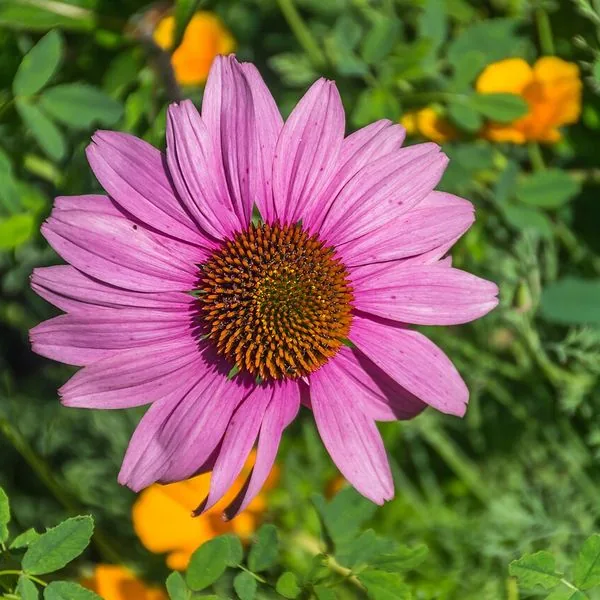 Échinacée rose au cœur orangé