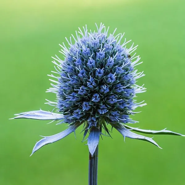 Tête bleue de chardon eryngium sur fond vert