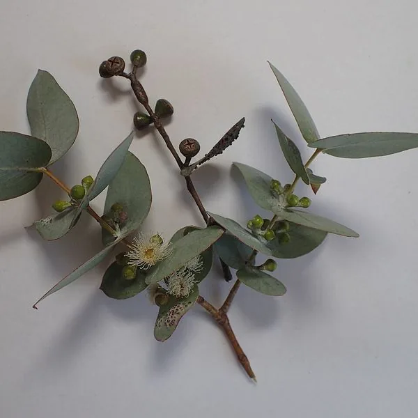 Branche d'eucalyptus sur fond gris