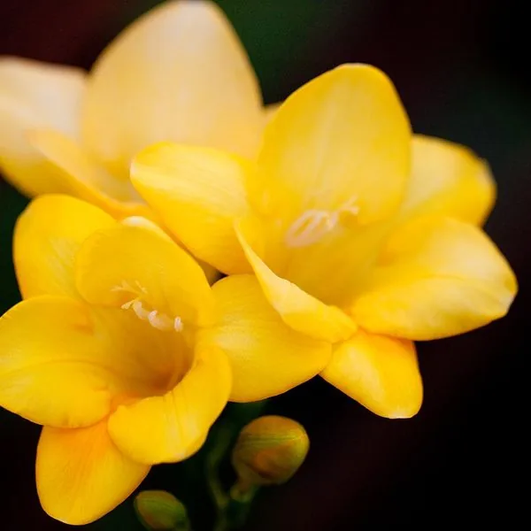 Freesias jaunes en gros plan