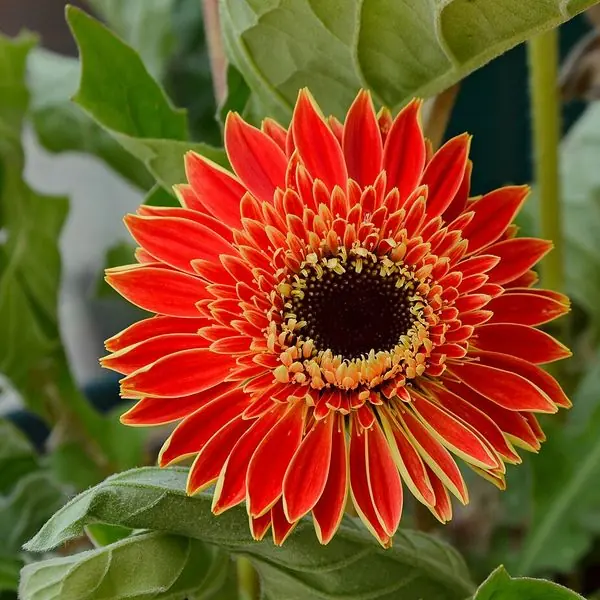 Gerbera rouge orangé au cœur sombre