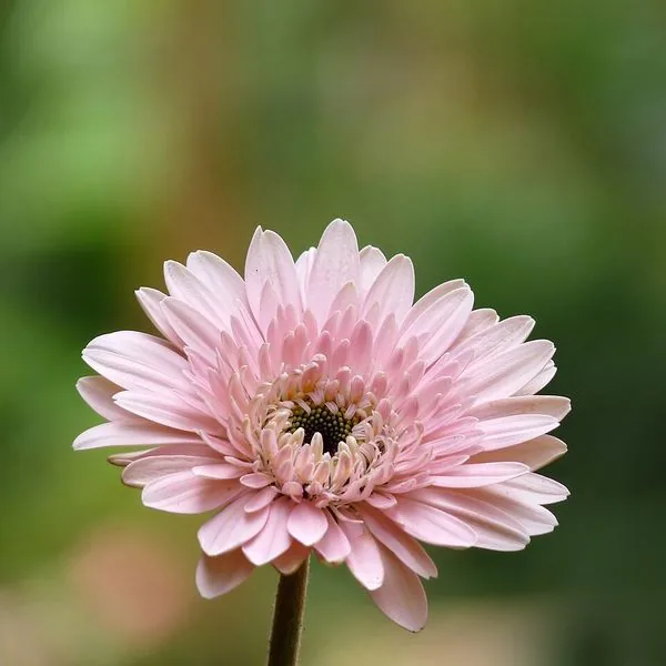 Petit gerbera rose pâle sur fond flou