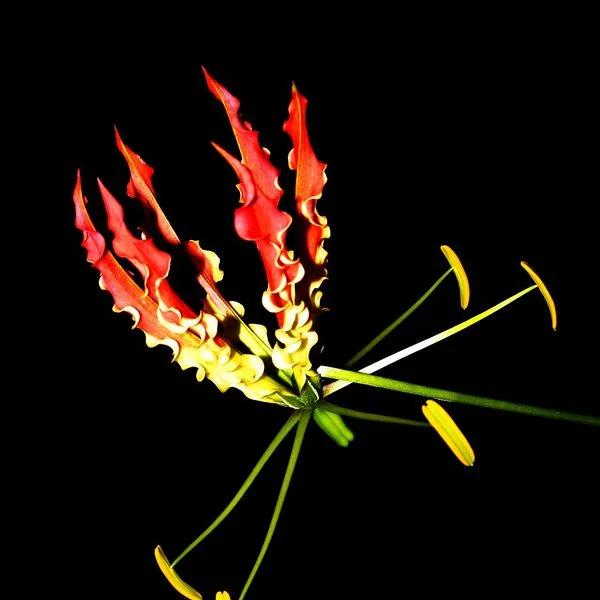 Gloriosa rouge et jaune sur fond noir