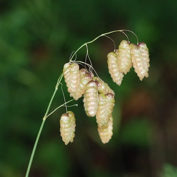 Épillets pendants de brize