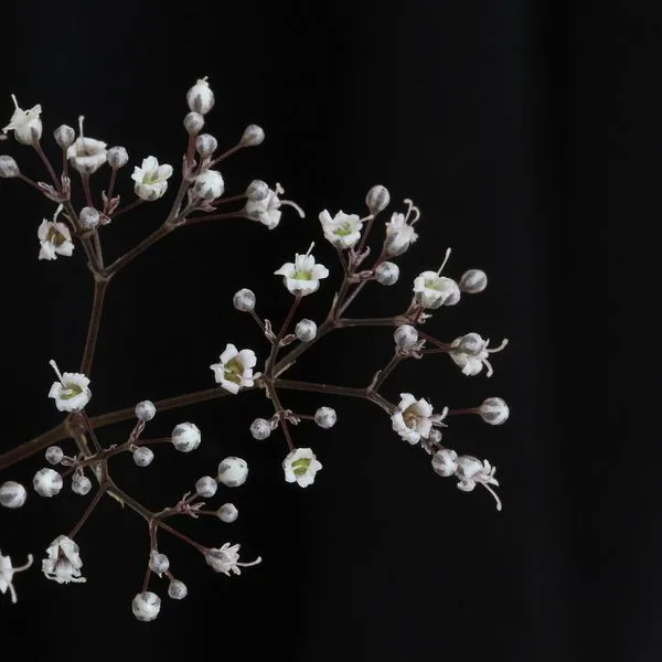 Brins de gypsophile blanche sur fond noir