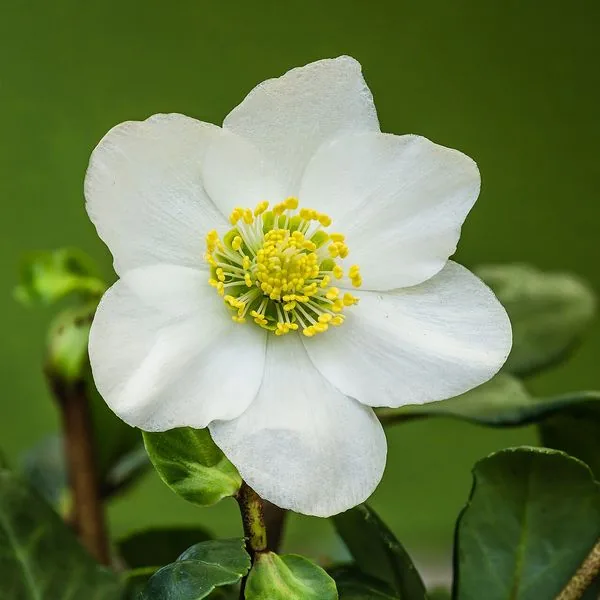 Hellébore blanche, rose de Noël