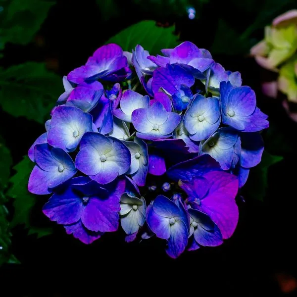 Tête d'hortensia bleu violet