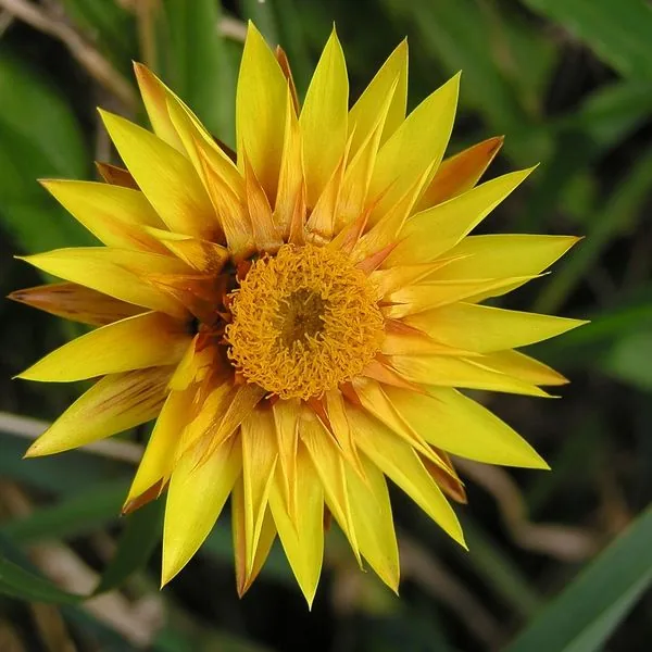 Immortelle jaune vif