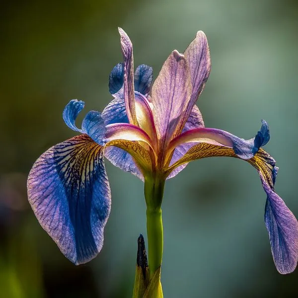 Iris bleu violet sur fond flou