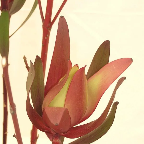 Leucadendron rouge cuivré sur fond crème