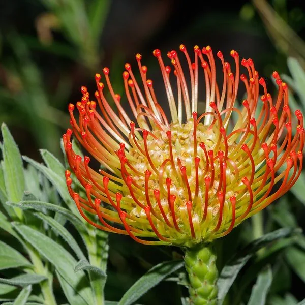 Leucospermum orange en pelote d'épingles