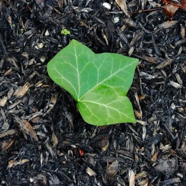 Feuille de lierre sur fond sombre