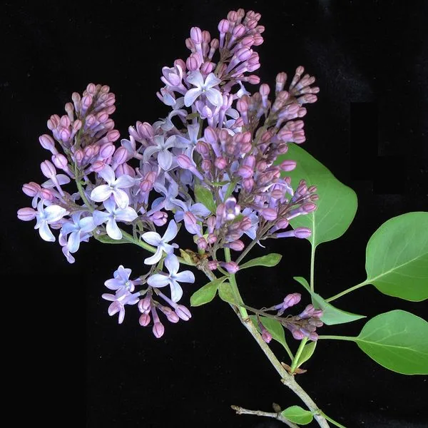 Grappe de lilas mauve sur fond noir