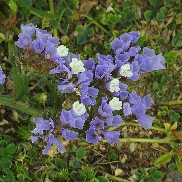 Limonium violet et blanc en touffe