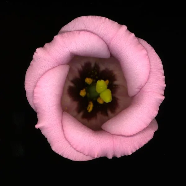 Lisianthus rose en gros plan sur fond noir