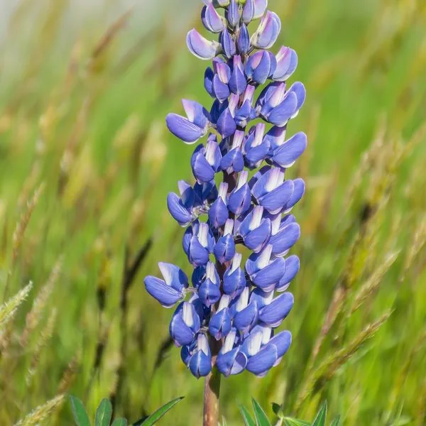Épi de lupin bleu