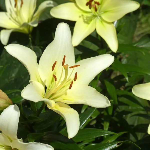 Lys asiatique blanc crème ouvert