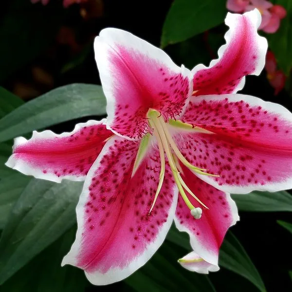 Lys oriental rose et blanc moucheté sur fond sombre