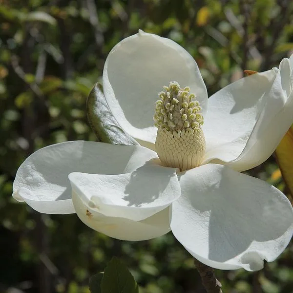 Magnolia blanc ouvert