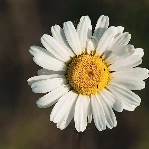 Marguerite blanche au cœur jaune