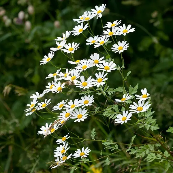 Petites fleurs blanches de matricaire
