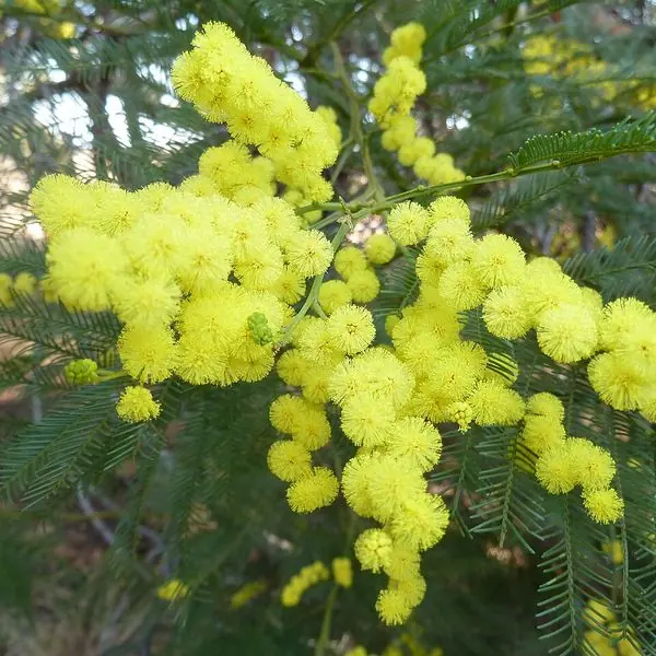 Pompons jaunes de mimosa